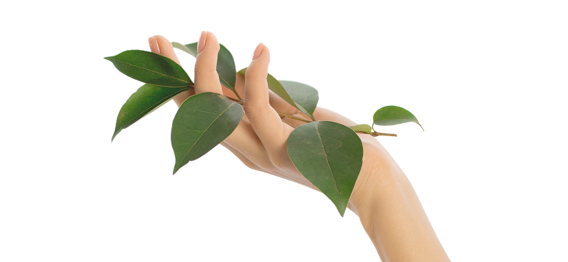 Descripción de la imagen